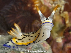 Shot on Nikon D90 w Tokina 100mm, Ikelite housing and dua... by Stephan Pelletier 